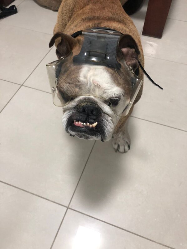 Protetor Ocular para Pets -Tam. EG- Focinho Curto ou Braquicefálico