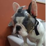 Protetor Ocular para Pets -Tam. G- Focinho Curto ou Braquicefálico