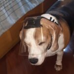 Protetor Ocular para Pets -Tam. G1- Focinho Conv./ Longo- Dolicocefálico