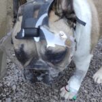 Protetor Ocular para Pets -Tam. G1- Focinho Curto ou Braquicefálico