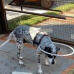 Coleiras para Cão Cego-Cecão -Tam G (Não Amassa)-