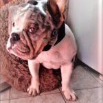 Protetor Ocular para Pets com proteção -Tam. G- Focinho Curto ou Braquicefálico