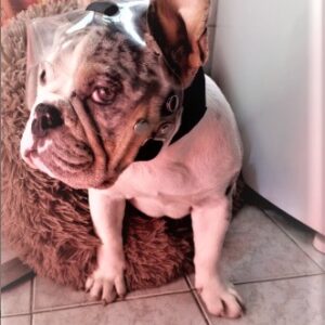 Protetor Ocular para Pets com proteção -Tam. G- Focinho Curto ou Braquicefálico