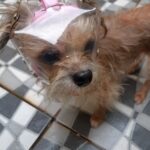 Protetor Ocular para Pets -Tam. P- Focinho Curto ou Braquicefálico