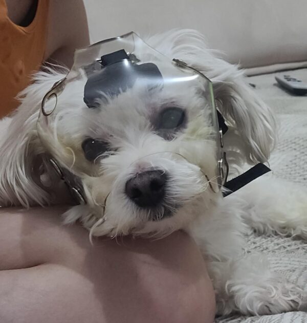 Protetor Ocular para Pets-Tam. M - Focinho curto ou braquicefálico