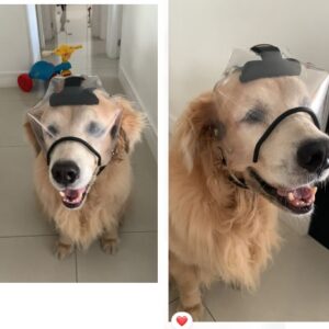 Protetor Ocular para Pets -Tam. EG- Com PROTEÇÃO -Focinho Curto ou Braquicefálico (cópia)