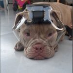 Protetor Ocular para Pets -Tam. Size- Focinho Curto ou Braquicefálico