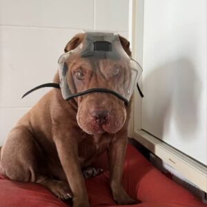 Protetor Ocular para Pets -Tam. XXG- Focinho Curto ou Braquicefálico c/ PROTEÇÃO