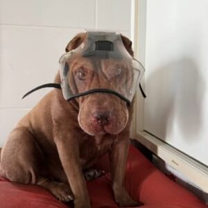 Protetor Ocular para Pets com proteção -Tam. G- Focinho Curto ou Braquicefálico