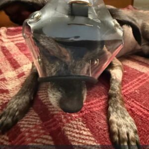 Protetor Ocular para Pets -Tam. P- Focinho Curto ou Braquicefálico com poteção